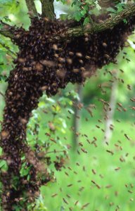 Honey Bee Swarm
